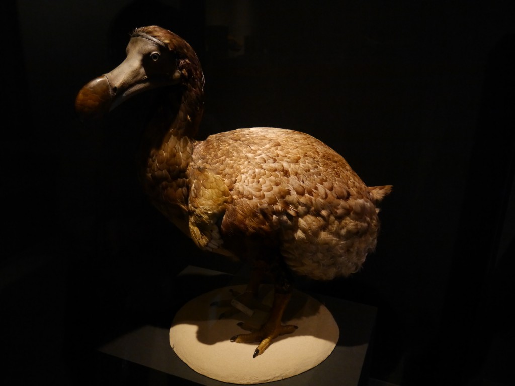 絶滅した鳥、ドードー。2017年の大映自然史博物館展にて