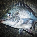 「魚が好きだから」の先を辿る