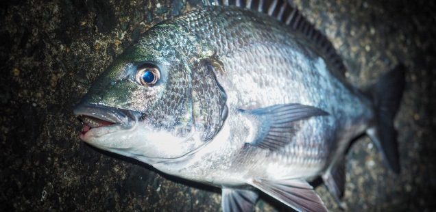 「魚が好きだから」の先を辿る