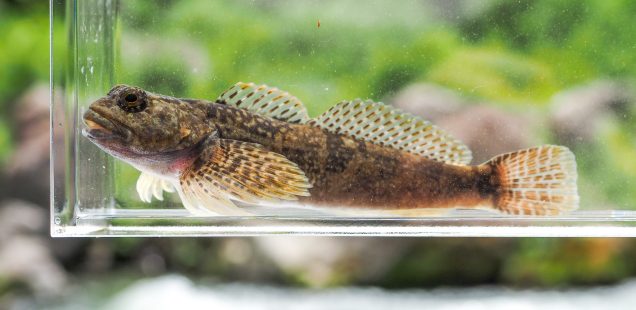 カジカを釣りに行く