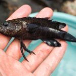 アマミ／ナカハラ、タナバタウオ考顛末