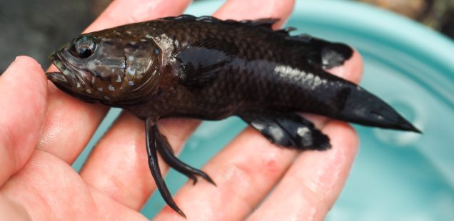 アマミ／ナカハラ、タナバタウオ考顛末
